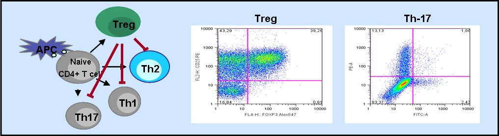 T-cell differentation